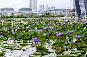 Our Utopian Stopover in Singapore