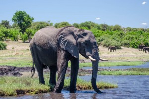 Baby Elephants in Botswana